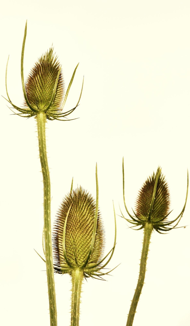 Foto teasel su sfondo bianco