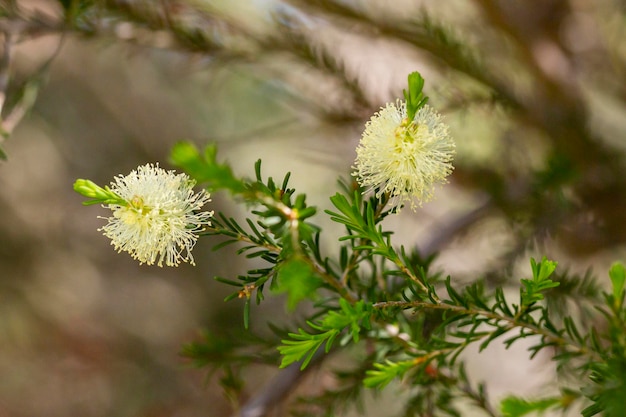 TeaTree Narrowleaved Paperbark fiore soffice su un ramo di albero