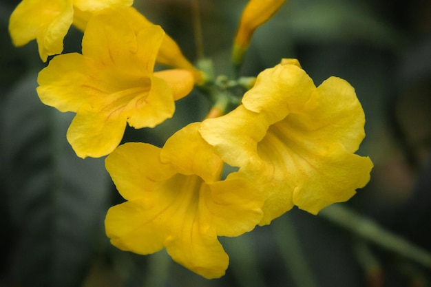 Tecoma stans, fiori giallo brillante, facili da coltivare, popolari per strada Propagato da semi e talee.