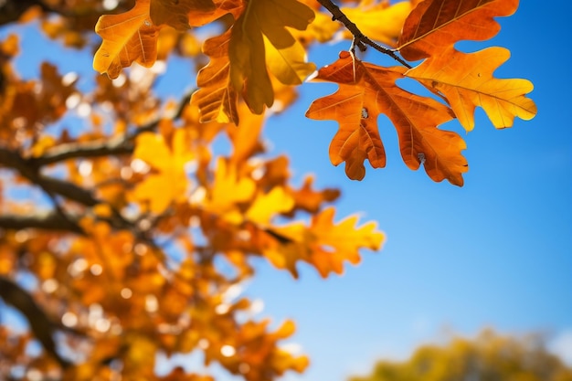 Tela naturale Foglie di quercia autunnali contro il cielo blu di Generative AI