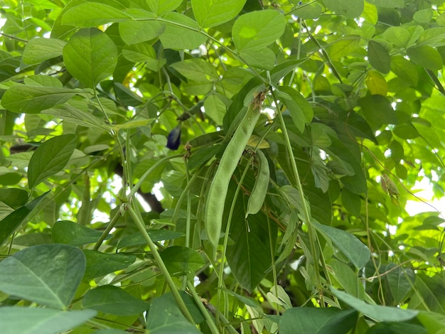 Telang fiore bunga Telang Clitoria ternatea è una vite che si trova di solito nei giardini o ai margini della foresta ha molti benefici per la salute