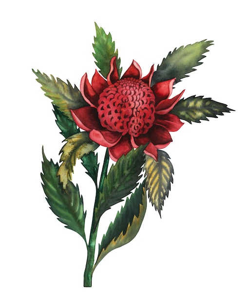 Telopea waratah fiore rosso australiano acquerello illustrazione isolato su bianco