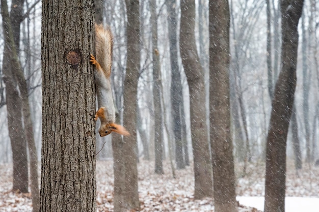 Tema animalesco Lo scoiattolo si estende sull'albero nella foresta invernale