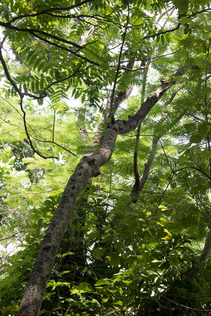 Tema della giungla della foresta pluviale naturale albero verde fresco