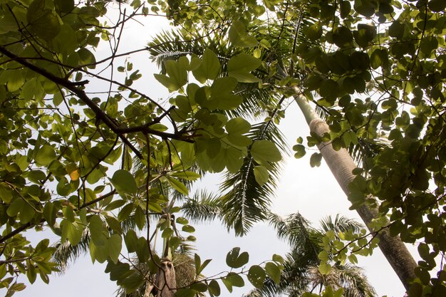 Tema della giungla della foresta pluviale naturale albero verde fresco