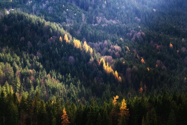 Tema della stagione autunnale Particolare della foresta colorata Garmisch Partenkirchen Baviera Germania