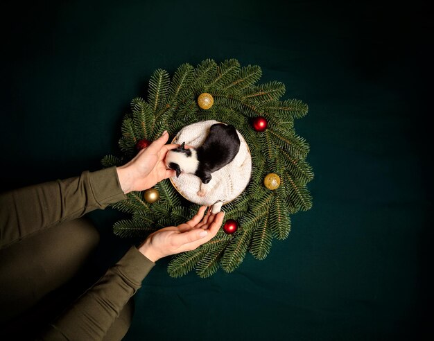 Tema natalizio Scatto aereo di un cane neonato in ghirlanda su Deep Green