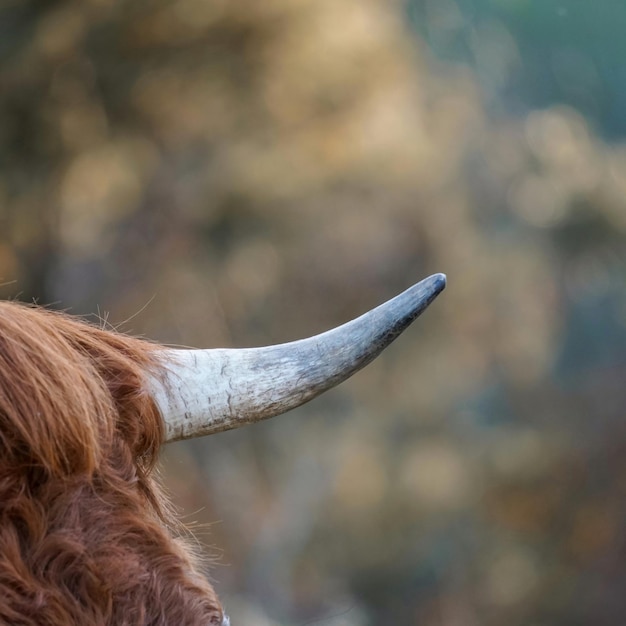 temi animali corna di mucca marrone