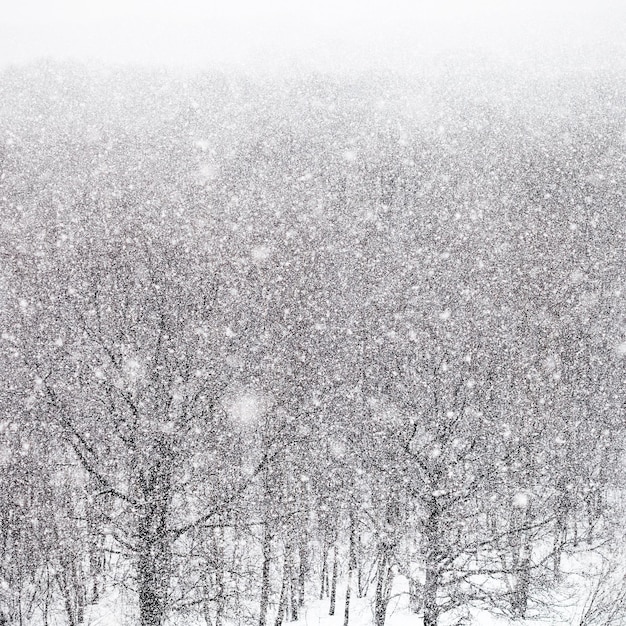 Tempesta di neve sulla foresta in inverno