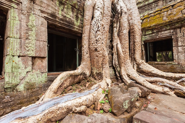 Tempio di Angkor Wat Siem Reap