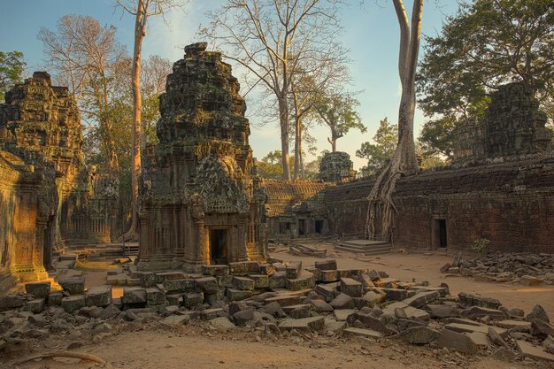 Tempio di Ta Prohm a Angkor Wat in Cambogia