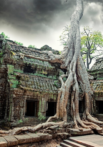 Tempio di Ta Prohm ad Angkor Wat