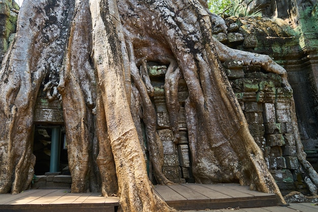 Tempio e Alberi di Angkor Wat