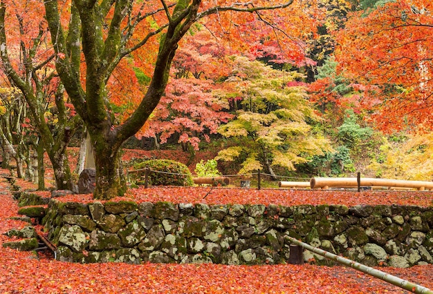 Tempio giapponese con albero di acero