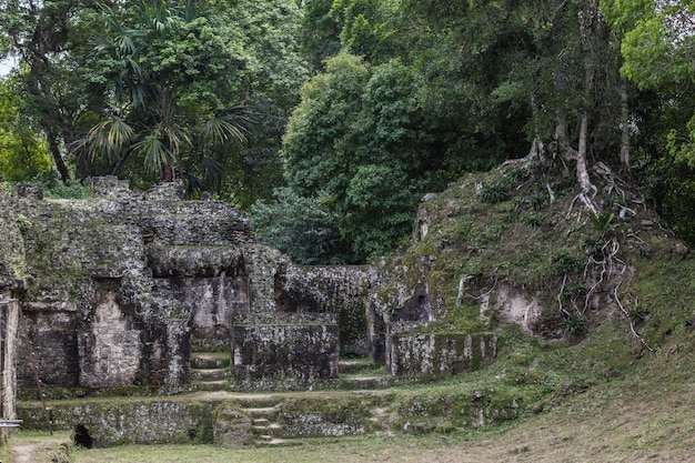 Tempio Maya piramidi scavo archeologico nella foresta pluviale verde del parco nazionale di Tikal