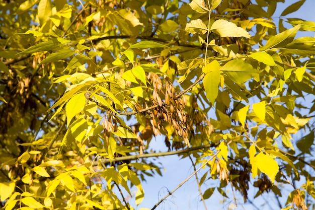 Tempo caldo soleggiato nel parco.