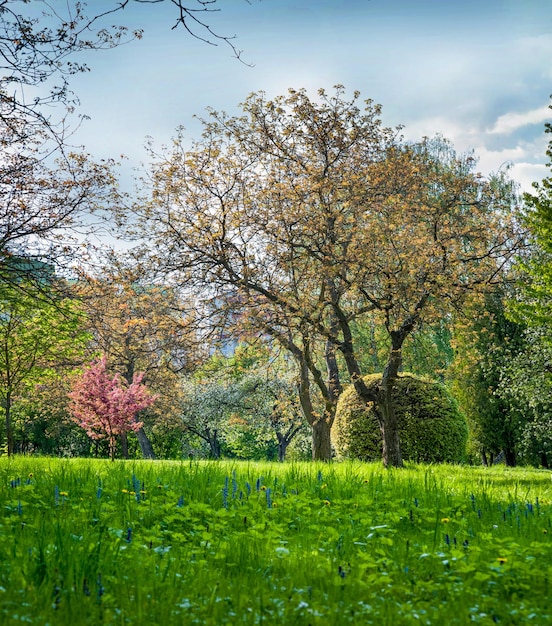 Tempo di fioritura brillante degli alberi decorativi prato primaverile nei raggi del sole del parco