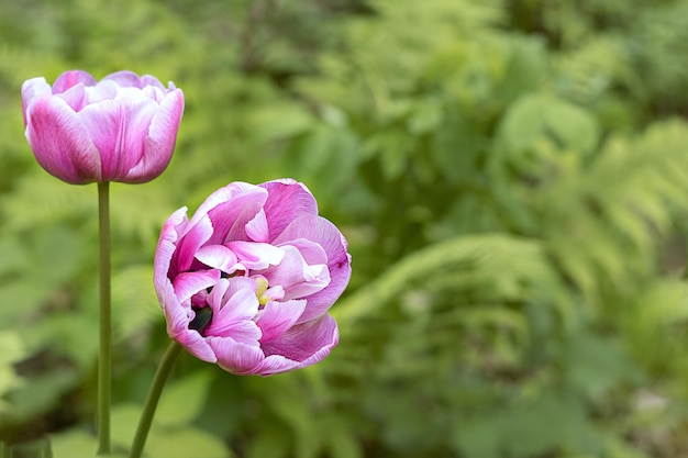 È tempo di fioritura Grandi tulipani di spugna viola Sfondo primaverile