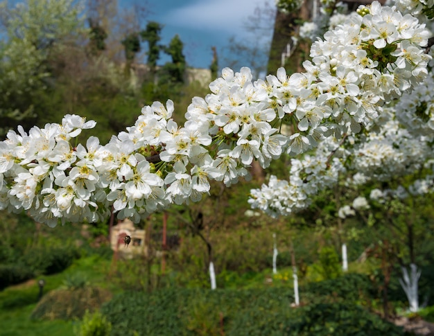 Tempo di primavera. Brunch albero in fiore con fiori bianchi.