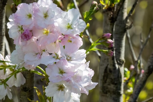 Tempo di primavera dell'albero di ciliegio in fiore