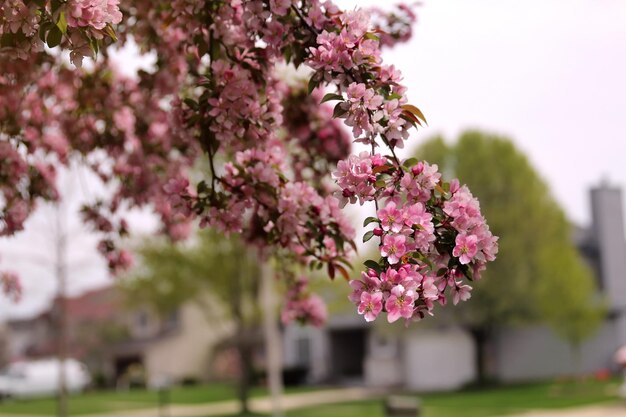 Tempo di primavera in natura con albero in fiore Melo in fiore