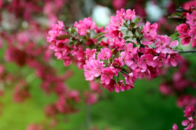 Tempo di primavera in natura con albero in fiore Melo in fiore