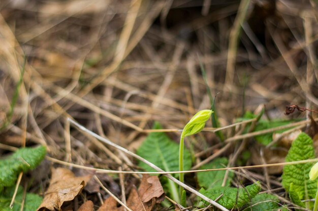 Tempo di primavera in natura