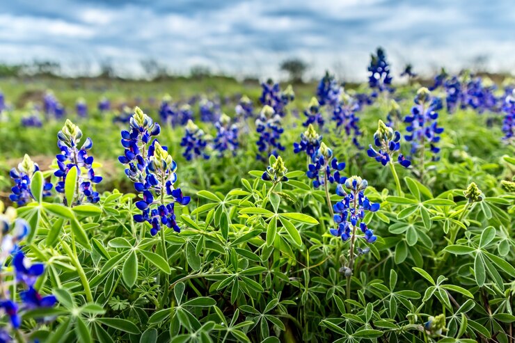 Tempo di primavera in Texas, campo con cofani blu in fiore