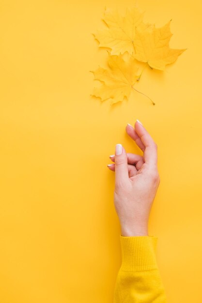 Tempo di raccolta Mano della donna che raggiunge dopo le foglie d'acero gialle su sfondo arancione Spazio di copia