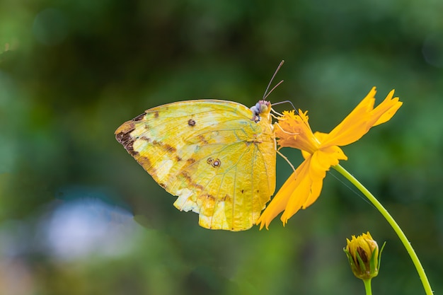 Tempo felice di farfalle in una giornata di sole