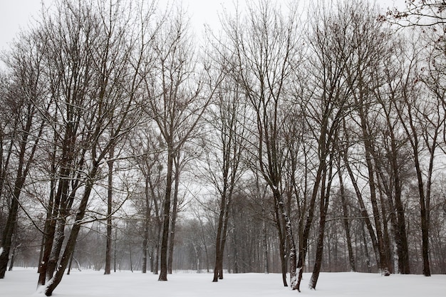 Tempo invernale freddo nel parco o nella foresta con gelate, alberi decidui senza foglie nella stagione invernale, stagione invernale con neve nel parco o nella foresta