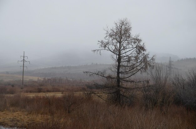 Tempo nuvoloso nebbia e pioggia Un albero solitario si trova in una zona paludosa