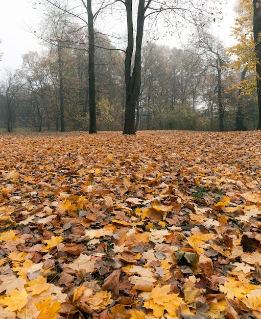 Tempo nuvoloso nella foresta di autunno