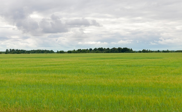 Tempo nuvoloso sul campo agricolo con orzo verde con un lungo paesaggio estivo