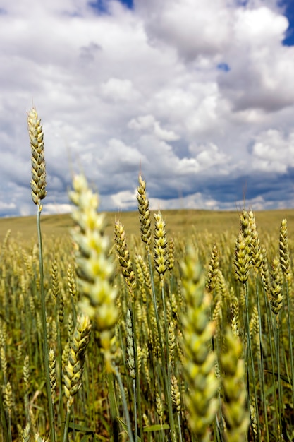 Tempo nuvoloso sul campo con grano verde immaturo all'inizio della stagione estiva