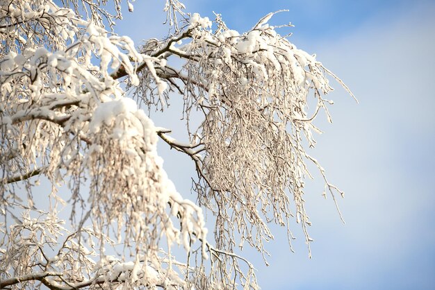 Tempo per la raccolta Rami di alberi coperti di neve sul cielo bianco blu con spazio per la copia Un paesaggio invernale in primo piano di alberi innevati o gelidi in una foresta per le vacanze di Natale o lo sfondo delle vacanze stagionali