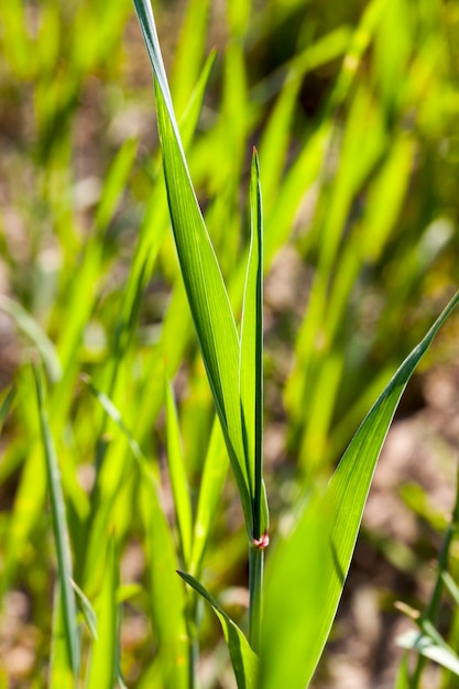 Tempo soleggiato germogliato di segale verde germogliato