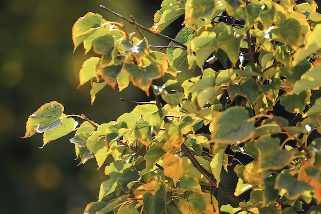 Tempo soleggiato nel parco autunnale