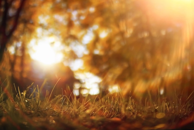 Tempo soleggiato nel parco autunnale