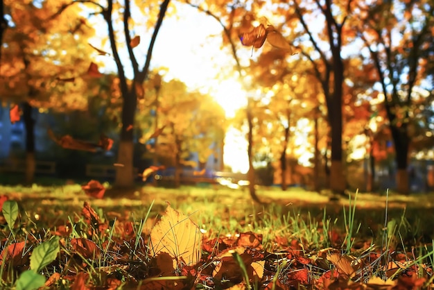 Tempo soleggiato nel parco autunnale