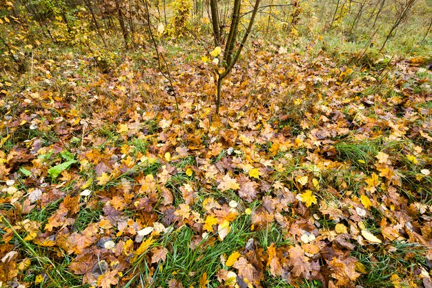 Tempo specifico autunnale nella foresta con fogliame giallo e verde