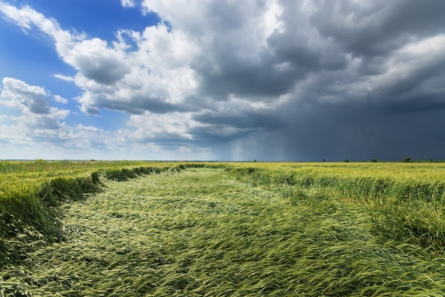 Temporale in un campo di grano, agricoltura del paesaggio estivo