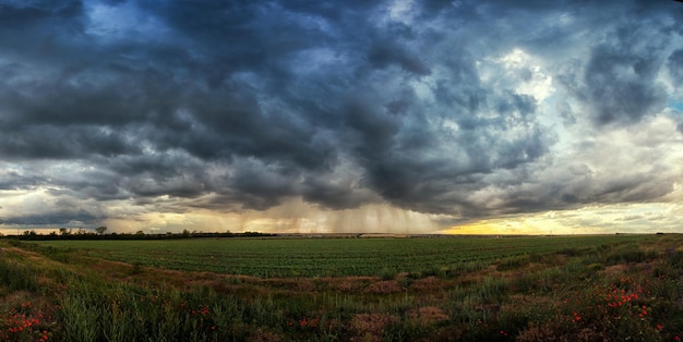 Temporale su un campo verde con papaveri in primo piano strisce di pioggia in lontananza e i raggi del sole dal panorama delle nuvole