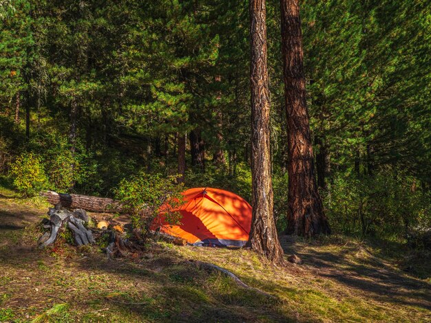 Tenda arancione brillante sotto gli alberi di conifere nella foresta estiva Tenda sotto l'albero nella foresta di conifere sul pendio Primo piano della tenda arancione brillante in montagna Paesaggio panoramico di montagna in autunno