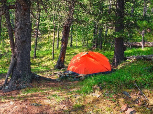 Tenda arancione in un bosco di conifere Pace e relax nella natura