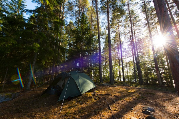 Tenda contro gli alberi nella foresta