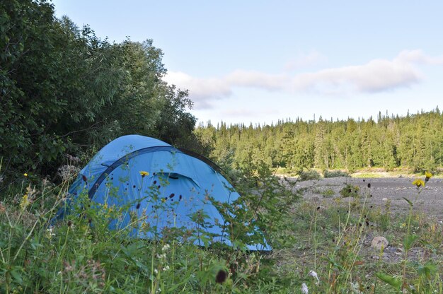 Tenda da campeggio ai margini della foresta