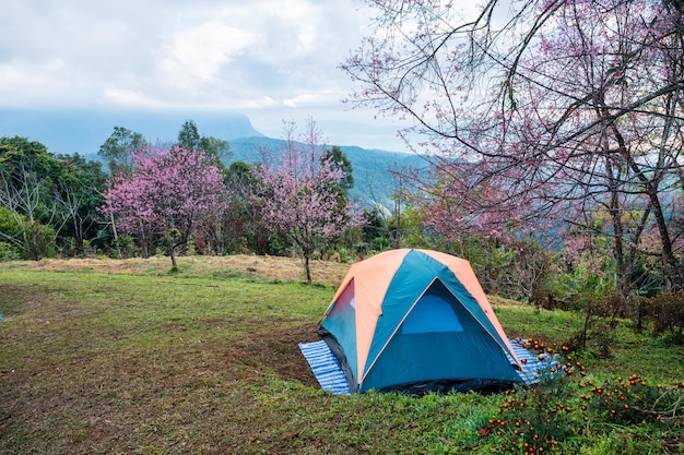 Tenda da campeggio piantata su una collina nel selvaggio giardino di ciliegi dell'Himalaya al parco nazionale durante le vacanze estive