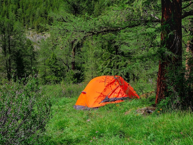 Tenda di concetto di vita di campeggio sotto gli alberi di conifere sulla foresta estiva Tenda sotto l'albero nella foresta di conifere sul pendio Primo piano della tenda arancione brillante nelle montagne della foresta