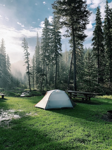 Tenda sul campo contro gli alberi nella foresta contro il cielo